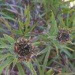 Inula ensifolia Hoja