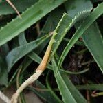 Aloe vera Blatt