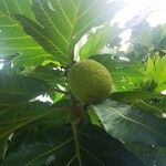 Artocarpus altilis Fruit