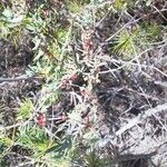 Pollichia campestris Flor