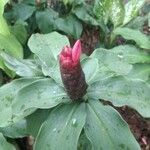 Costus spiralisFlower