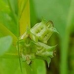 Rumex spinosus Ffrwyth