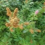 Spiraea douglasii Virág