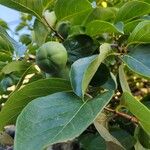 Diospyros virginiana Fruto