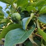 Diospyros virginiana Fruit