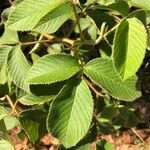 Rubus urticifolius Leaf