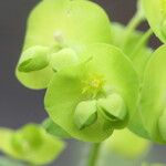 Euphorbia amygdaloides Fiore