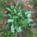 Rumex pulcher Leaf