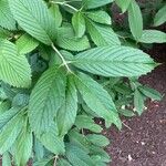 Viburnum sieboldii Leaf