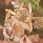 Trifolium striatum Fruit