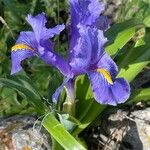 Iris planifoliaFlower