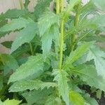 Erechtites hieraciifolius Leaf