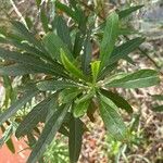 Convolvulus floridus Leaf