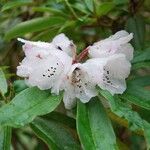 Rhododendron pachytrichum Λουλούδι