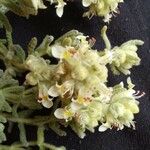 Teucrium gnaphalodes Λουλούδι