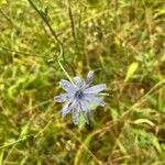 Cichorium endiviaBlomma