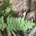 Adiantum terminatum Лист