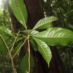 Pouteria reticulata Hoja
