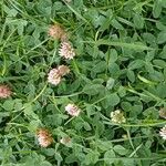 Trifolium fragiferum Habitus