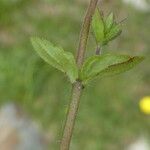 Veronica arvensis Folha