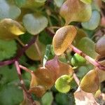 Aichryson divaricatum Hoja