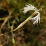 Dianthus serotinus Flower