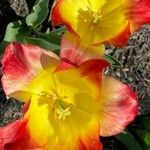 Tulipa gesneriana Çiçek