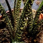 Alocasia zebrina Bark