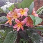 Mussaenda philippica Цветок