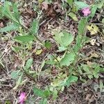 Oenothera rosea Habit