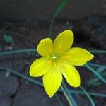 Zephyranthes citrina Çiçek