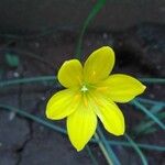 Zephyranthes citrina Bloem