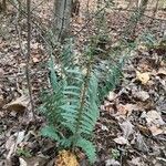 Polystichum acrostichoides ഇല