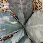 Kalanchoe marmorata Ліст