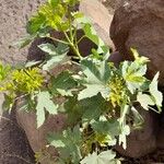 Jatropha chevalieri ഇല