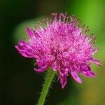 Knautia macedonica പുഷ്പം