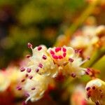 Guioa glauca Flor