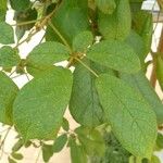 Handroanthus ochraceus Leaf