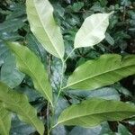 Trilepisium madagascariense Jani