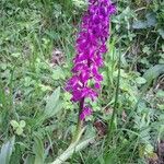 Orchis masculaFlower