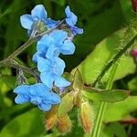 Cynoglossum amabile Λουλούδι
