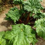 Rheum palmatum برگ