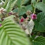 Rubus niveus Blomst