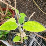 Solanum lasiocarpum