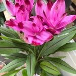 Curcuma alismatifoliaBlüte