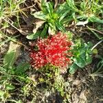 Scadoxus multiflorus পাতা