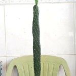 Consolea rubescens Hoja