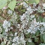 Artemisia vallesiaca Листок