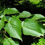 Tilia americana 葉