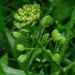 Lepidium ruderale Цветок